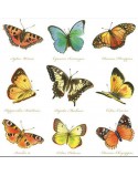 SERVILLETAS DE COMIDA MOD: COLECCION DE MARIPOSAS